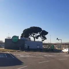 Un área de parking camiones con un gran pino y el logo de "Mawiz Truck". Un camión blanco está aparcado a la izquierda.